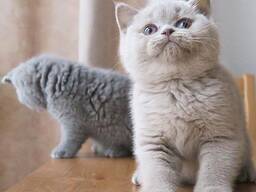 Шотландский котенок ищет новый дом