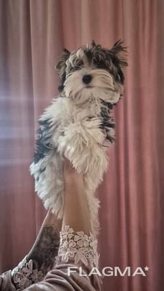 Biewer Yorkshire Terrier