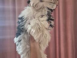 Biewer Yorkshire Terrier