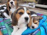 Wunderschöne Beagle-Welpen - photo 2