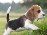 Beagle-Welpen wachsen in einem liebevollen Familienhaushalt auf. - фото 1