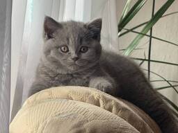 BKh Британские короткошерстные котята