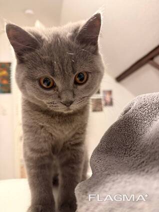 BKh Британские короткошерстные котята