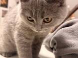 BKh Британские короткошерстные котята - photo 1