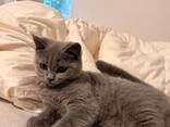 BKh Британские короткошерстные котята - фото 6