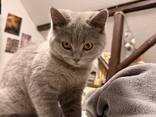 BKh Британские короткошерстные котята - фото 7