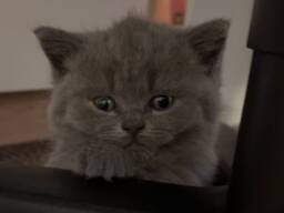 BKh Британские короткошерстные котята