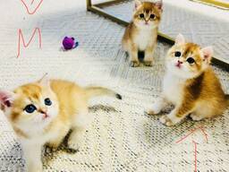 BKH Kitten 12 Wochen alt suchen ein neues liebevolles Zuhause