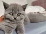 Bkh kitten babby ab sofort - фото 1