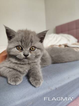 Bkh kitten babby ab sofort