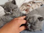 Bkh kitten babby ab sofort - фото 3