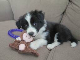 Bezaubernde Border Collie Welpen