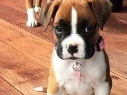 Boxerwelpen