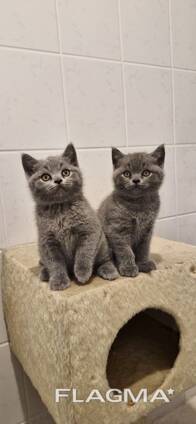 Британцы короткошерстные
