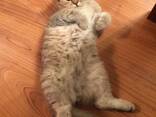 Британская золотистая шиншилла - фото 3