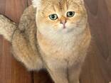 Britisches Chinchilla - фото 1