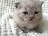Британские короткошерстные (коты и кошки)p - фото 2