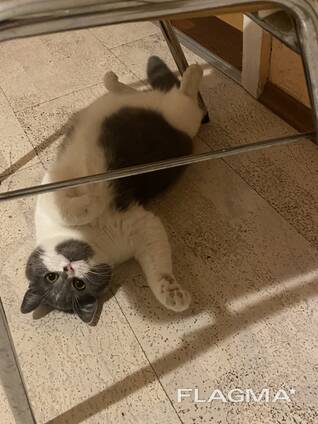 Британская короткошерстная кошка