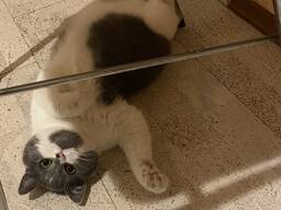 Британская короткошерстная кошка