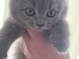 Британские котята