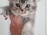 Британские котята - photo 1