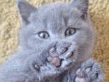 Британские котята - photo 2
