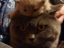 Британские котята BKH