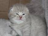 Британские котята ищут заботливых хозяев - фото 1