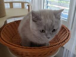 Британский короткошерстный котенок.
