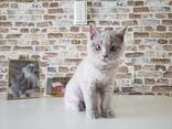 Британский короткошерстный котенок. - photo 1