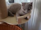 Британский короткошерстный котенок. - photo 2