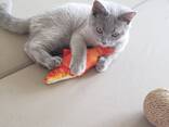 Британский короткошерстный котенок. - photo 3