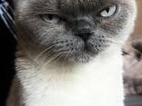 Ein britischer Color-Point-Kater sucht eine Partnerin zur Paarung - photo 1