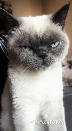 Ein britischer Color-Point-Kater sucht eine Partnerin zur Paarung