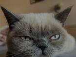 Ein britischer Color-Point-Kater sucht eine Partnerin zur Paarung - photo 2