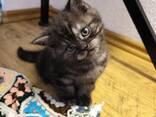 Britisch Kurzhaar Katerchen suchen ein liebevolles Zuhause - фото 3