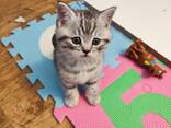 Britisch Kurzhaar Katerchen suchen ein liebevolles Zuhause - фото 4