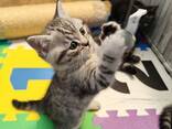 Britisch Kurzhaar Katerchen suchen ein liebevolles Zuhause - фото 5