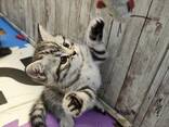 Britisch Kurzhaar Katerchen suchen ein liebevolles Zuhause - фото 6