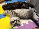 Britisch Kurzhaar Katerchen suchen ein liebevolles Zuhause - фото 7