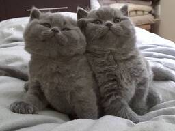 Britisch Kurzhaar Kätzchen