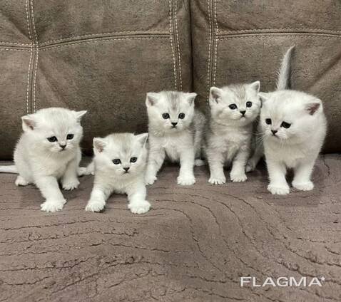 Britisch Kurzhaar Kätzchen — Weihnachts-Reservierung geöffnet!