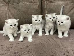 Britisch Kurzhaar Kätzchen — Weihnachts-Reservierung geöffnet!