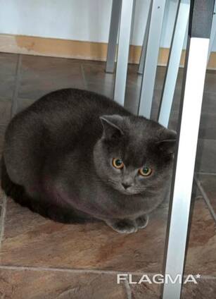 Britisch Kurzhaar Kitten