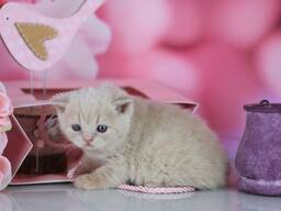 Britisch Kurzhaar Kitten