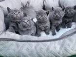 Britisch Kurzhaar Kitten - фото 9