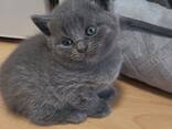 Britisch Kurzhaar Kitten - фото 2