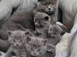 Britisch Kurzhaar Kitten - фото 4