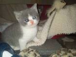 Britisch Kurzhaar Kitten abzugeben. Kontaktieren Sie uns per WhatsApp: 447490124950 - фото 2