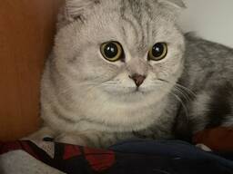 Britische Katze